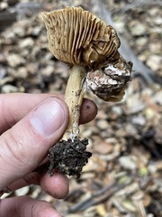 Hypomyces rosellus