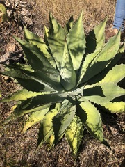 Agave potatorum
