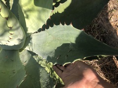 Agave potatorum