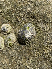 Siphonaria denticulata