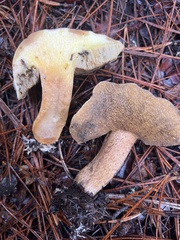 Suillus fuscotomentosus