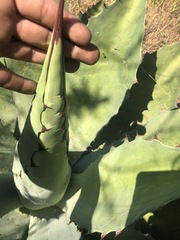 Agave potatorum