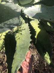 Agave potatorum