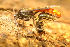 Elaphroptera