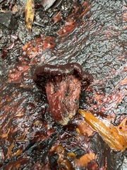 Tubaria punicea