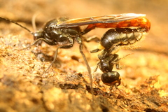Elaphroptera