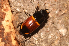 Paromia dorcoides