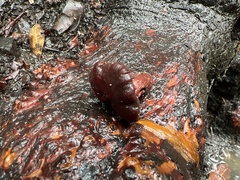 Tubaria punicea