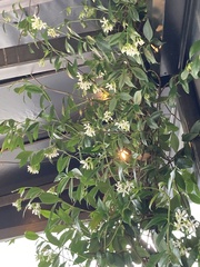 Parsonsia heterophylla