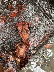 Tubaria punicea