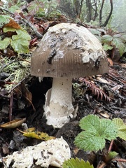 Amanita constricta