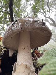 Amanita constricta