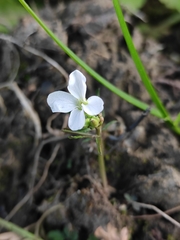 Cardamine trifida