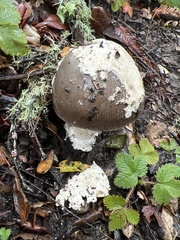 Amanita constricta