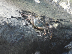 Grapsus