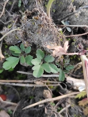 Cardamine trifida