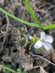 Cardamine trifida