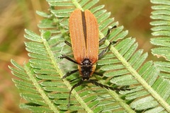 Trichalus ampliatus