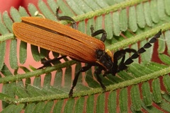 Trichalus ampliatus