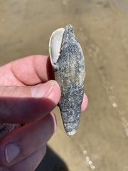 Isara glabra