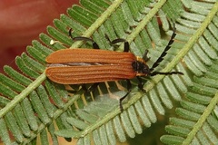 Trichalus ampliatus