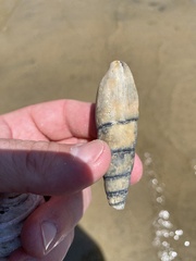 Isara glabra