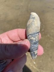 Isara glabra