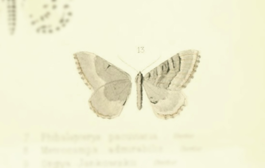 Rheumaptera sideritaria