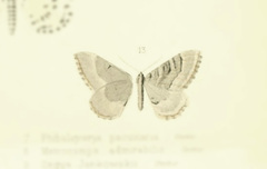 Rheumaptera sideritaria