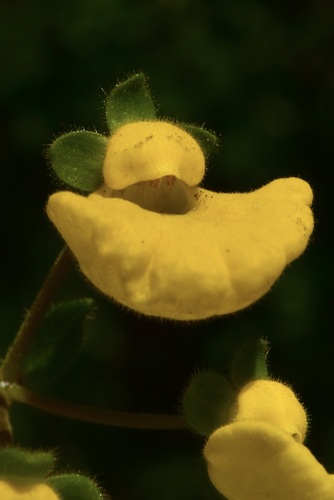 Calceolaria valdiviana