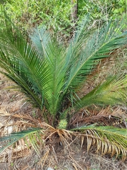Macrozamia