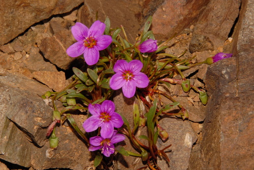 Image of Claytonia scammaniana by (c) Brian Finzel, some rights reserved (CC BY-SA)