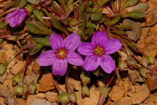 Image of Claytonia scammaniana by (c) Brian Finzel, some rights reserved (CC BY-SA)