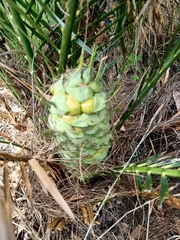Macrozamia