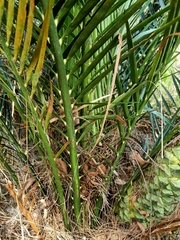Macrozamia