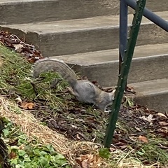 Sciurus carolinensis