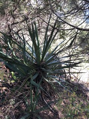 Agave vivipara