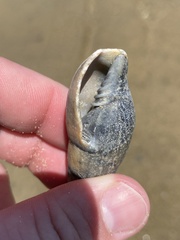Isara glabra