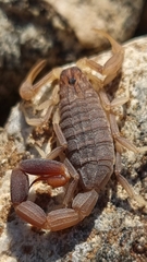 Compsobuthus maindroni