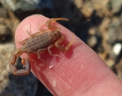 Compsobuthus maindroni