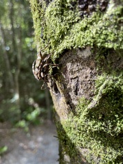 Hexatricha pulverulenta