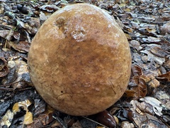 Butyriboletus persolidus