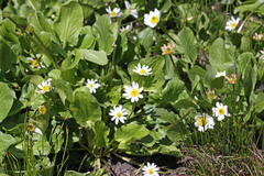 Caltha leptosepala
