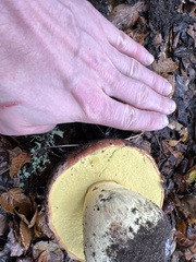 Butyriboletus persolidus