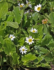 Caltha leptosepala