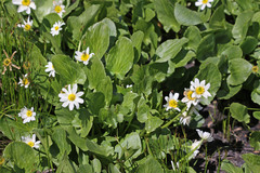 Caltha leptosepala