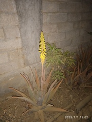 Aloe vera