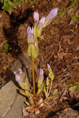 Gentianella propinqua propinqua