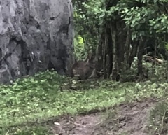 Sylvilagus palustris