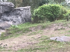 Sylvilagus palustris